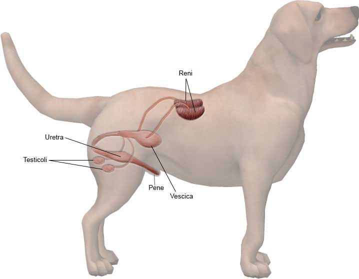 sistema reproductor masculino perro
