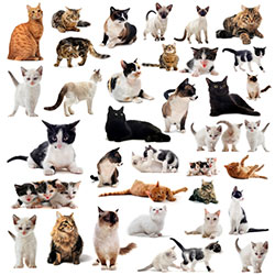 razas de gatos