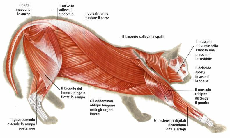 musculature du chat