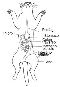 el sistema digestivo en todas sus partes