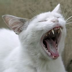 dientes del gato