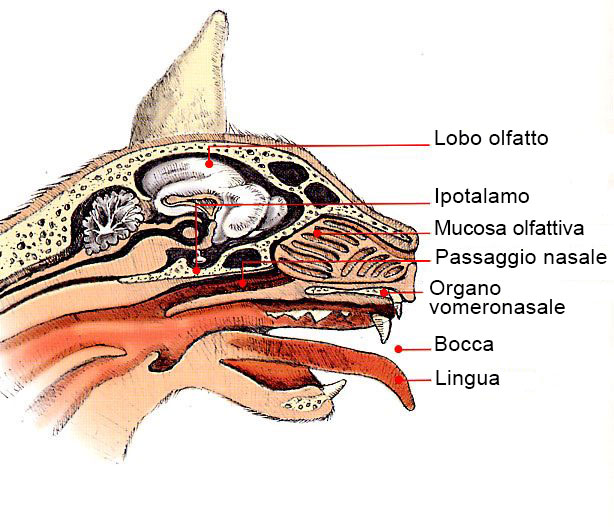anatomie du nez de chat