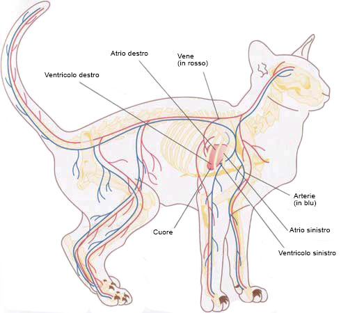 système circulatoire du chat