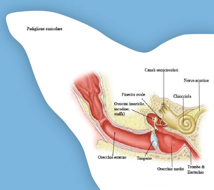 morfología del oído