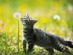 percepción de los olores de los gatos