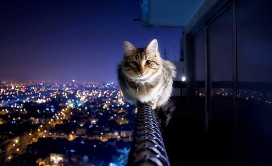 cat balanced on a ledge