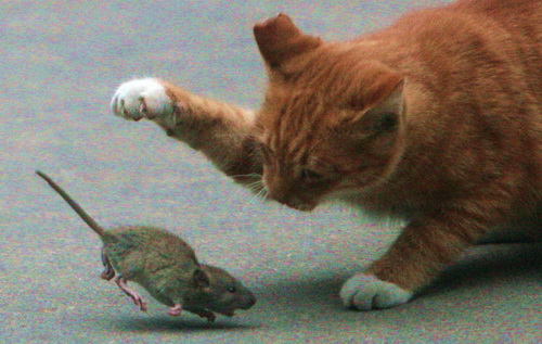 cat struggling with a small rodent