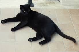 spécimen de chat européen noir
