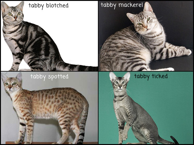 les quatre différents types de tabby