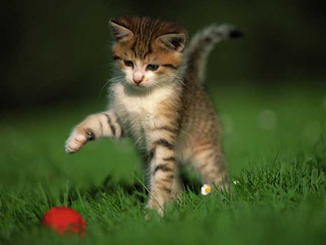 chiot chat attiré par une balle en caoutchouc dans la pelouse