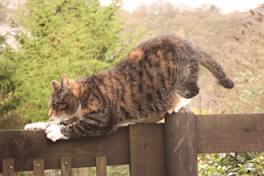chat a l'intention de clouer une clôture