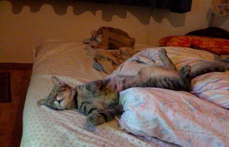 no tiene que acostumbrarse a los gatos que duermen en la cama del propietario