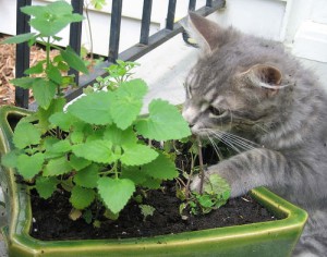 il est conseillé de ne pas rapprocher les chats des plantes: ils pourraient creuser des trous