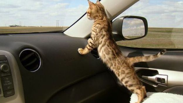 sicurezza gatto dal trasportino