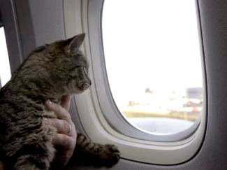 en un avión en el que el gato a veces puede viajar junto a su dueño