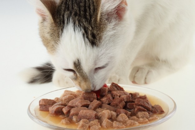 un chat consommant sa dose de nourriture humide