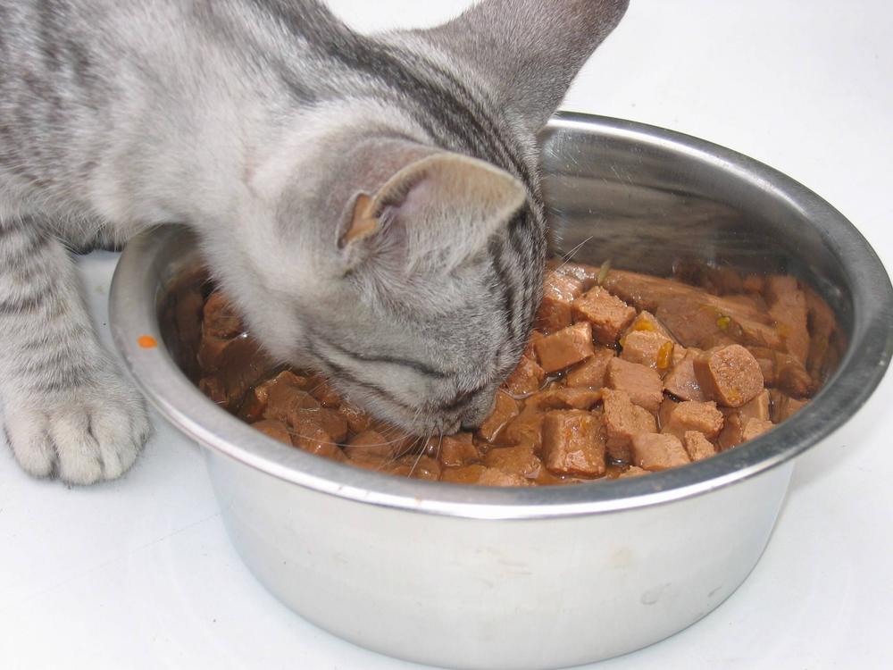 gato consumiendo su porción de comida húmeda