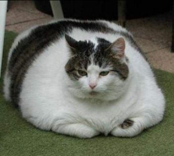 la obesidad puede causar daños graves al cuerpo del gato