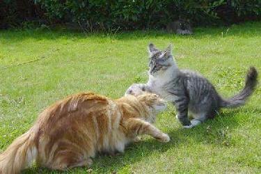 el gato en celo sopla a cada individuo que intenta acercarse a ella