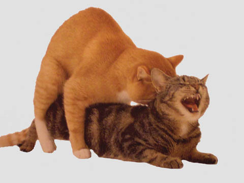 pareja de gatos durante el apareamiento