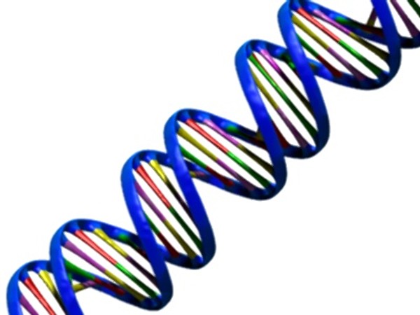 l'ADN, responsable des différents phénotypes du chat