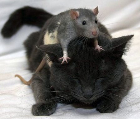 un chaton joue avec son ami souris