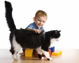 le chat ira vers l'enfant chaque fois qu'il voudra jouer