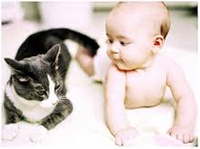 les chats et le bébé se font des amis immédiatement