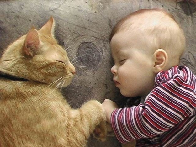 Si la femelle, le chat aura tendance à adopter le petit humain et voudra coucher avec lui