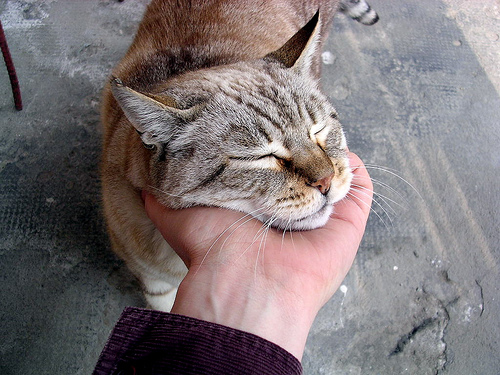 el gato ronronea incluso cuando siente placer, por ejemplo, al abrazarlo