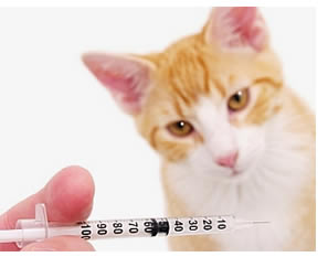 Algunas vacunas solo pueden ser administradas por el veterinario