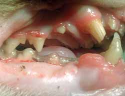 la fractura de los dientes causa mucho dolor
