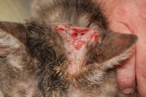 La dermatitis fúngica crea agujeros redondeados en el pelaje de la víctima