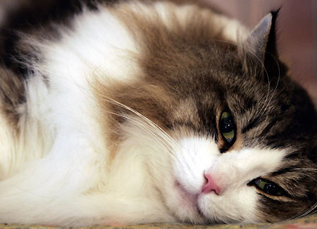 les dysfonctionnements endocriniens sont dangereux pour la santé du chat