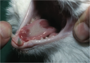 la calicivirosis causa úlceras graves en la lengua