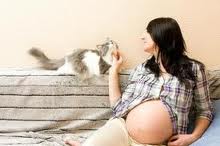 la toxoplasmose est particulièrement dangereuse pour les femmes enceintes