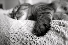 en la vejez el gato tiende a dormir cada vez más a menudo