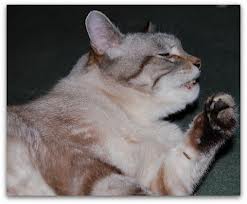 cat sneezing are often underestimated