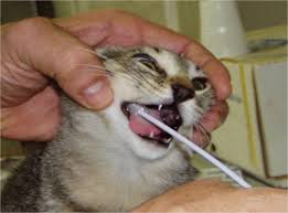 si tiene éxito, sería bueno cepillarle los dientes al gato con un cepillo de dientes