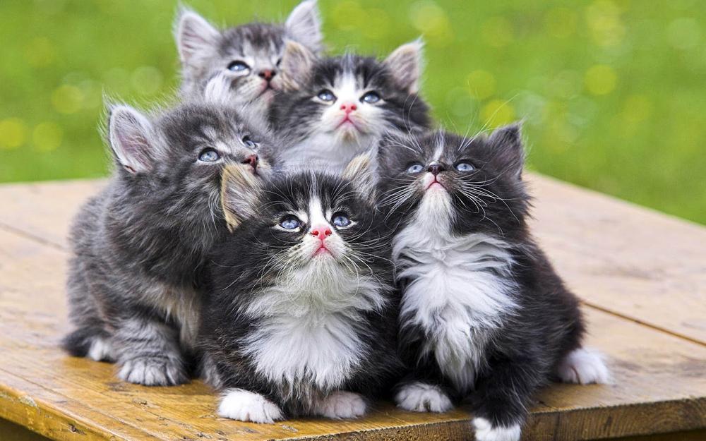grupo de gatitos